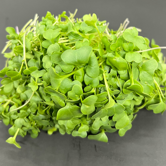 Broccoli Microgreens