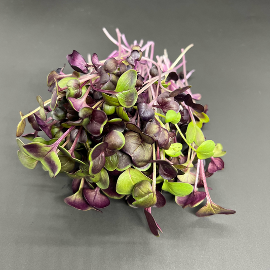 Purple Radish