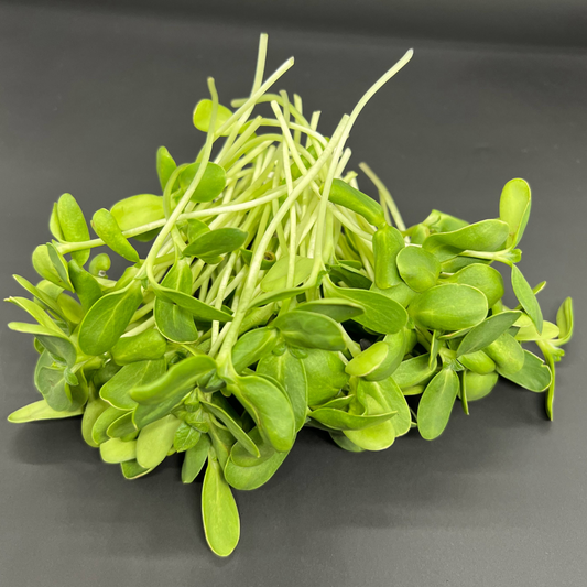 Sunflower Shoots